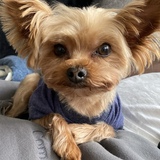 Entry image for Milo