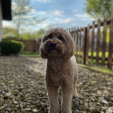 Entry image for Ody
