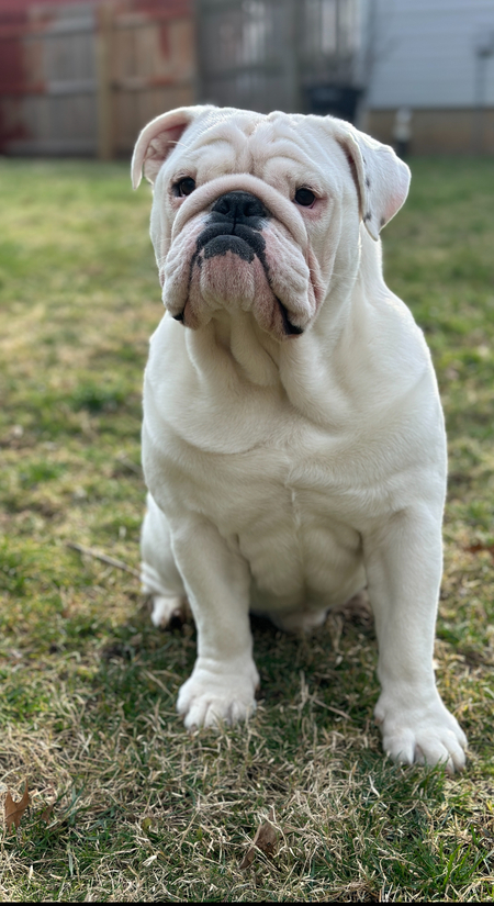Entry image for Mozzie. Clicking this image will show a larger photo