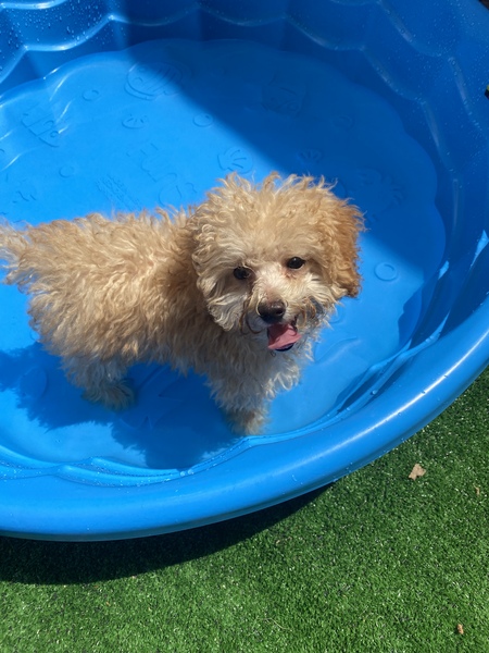Entry image for Biscuit . Clicking this image will show a larger photo