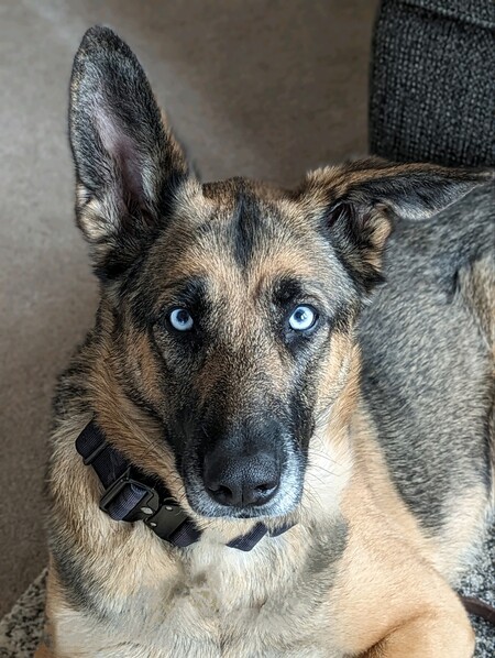 Entry image for SHELBY. Clicking this image will show a larger photo