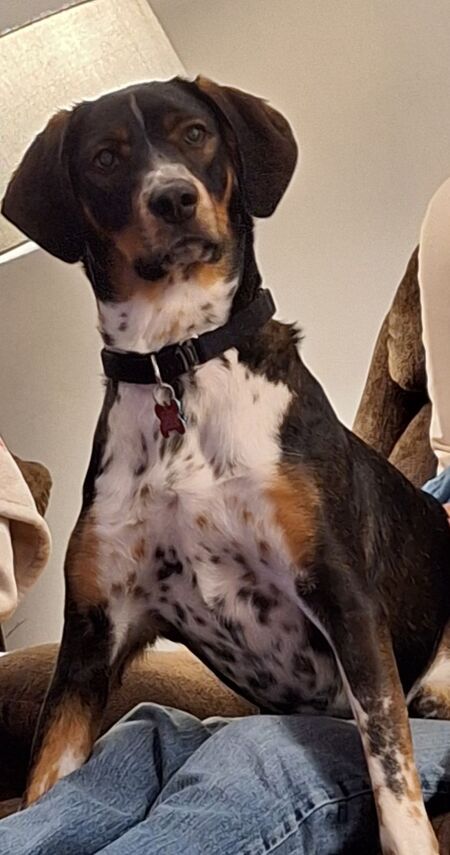 Entry image for Buddy. Clicking this image will show a larger photo