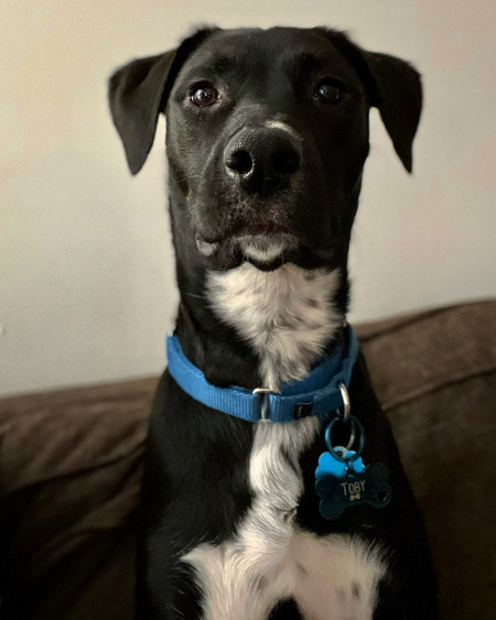 Entry image for Toby. Clicking this image will show a larger photo