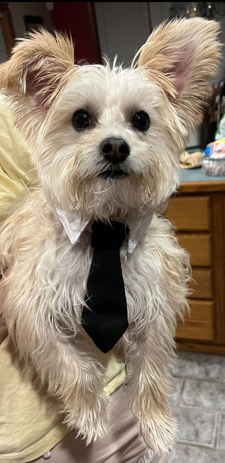 Entry image for Cooper. Clicking this image will show a larger photo