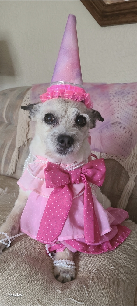 Entry image for Bailey . Clicking this image will show a larger photo