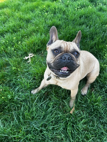 Entry image for Winston . Clicking this image will show a larger photo