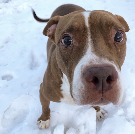 Entry image for Brutus. Clicking this image will show a larger photo