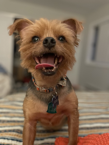 Entry image for Champ. Clicking this image will show a larger photo