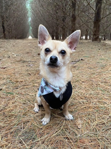 Entry image for Cashew. Clicking this image will show a larger photo