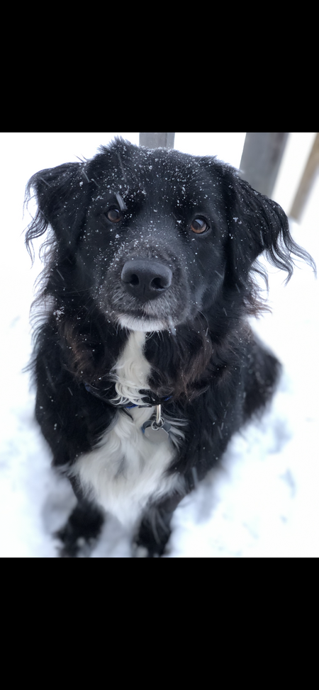 Entry image for Winston . Clicking this image will show a larger photo