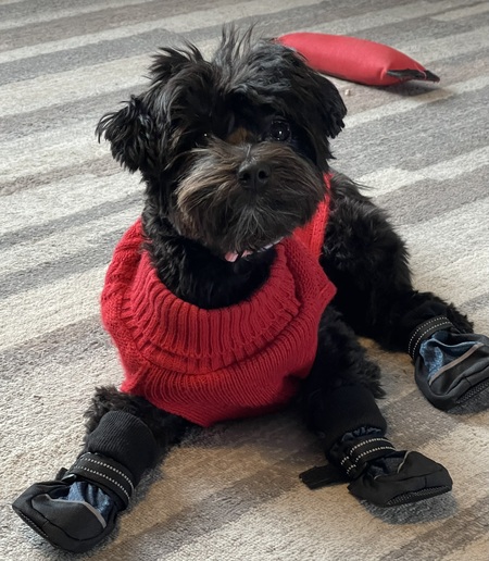 Entry image for Annie. Clicking this image will show a larger photo