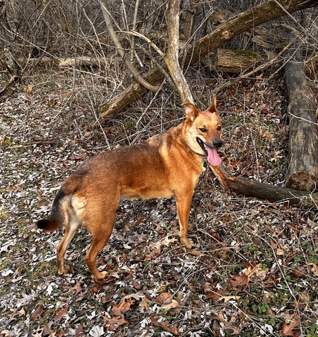 Entry image for Daphnie. Clicking this image will show a larger photo