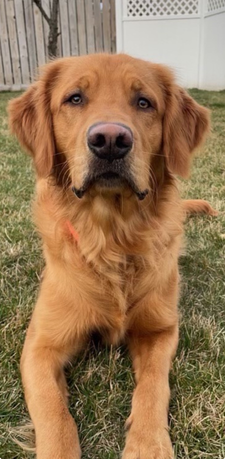 Entry image for Enzo. Clicking this image will show a larger photo