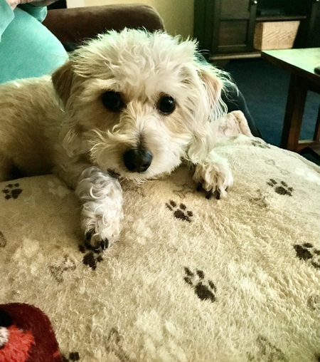 Entry image for Bruno . Clicking this image will show a larger photo
