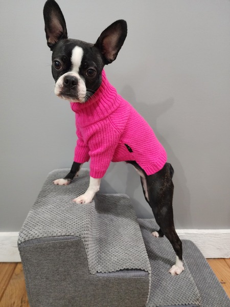 Entry image for Minnie. Clicking this image will show a larger photo