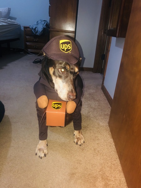 Entry image for Sadie. Clicking this image will show a larger photo