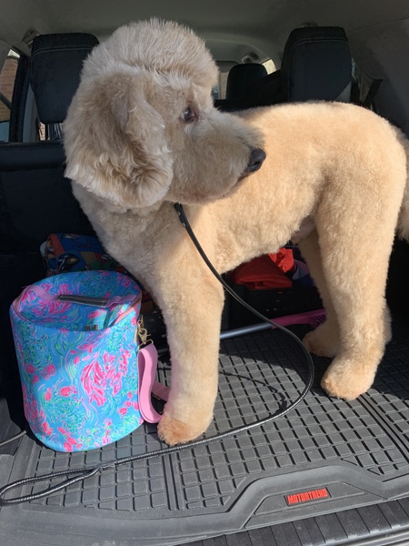 Entry image for Finnegan. Clicking this image will show a larger photo