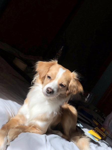 Entry image for Canela. Clicking this image will show a larger photo