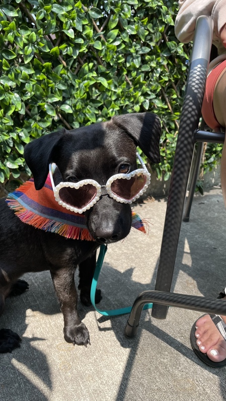 Entry image for Pepita. Clicking this image will show a larger photo