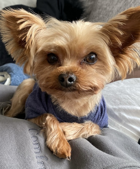 Entry image for Milo. Clicking this image will show a larger photo