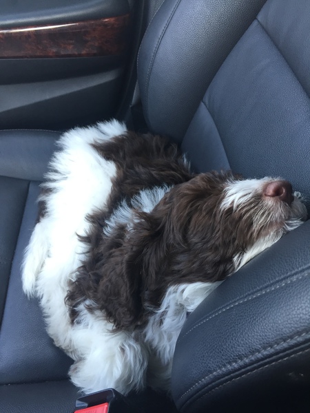 Piper