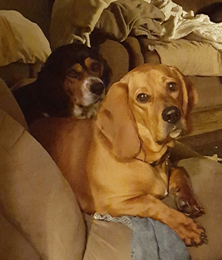 Gunner and Bailey