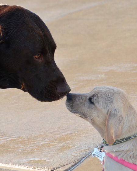 Chip & Lucy 