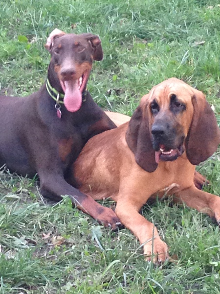 Ceasar & Gunner