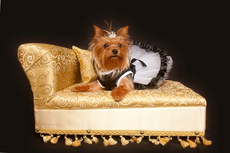 Misa My Shining Star Yorkie