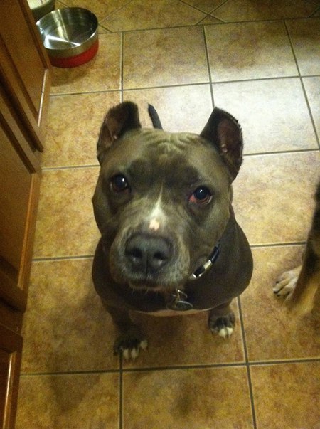 Darby - Love-A-Stray Alumni