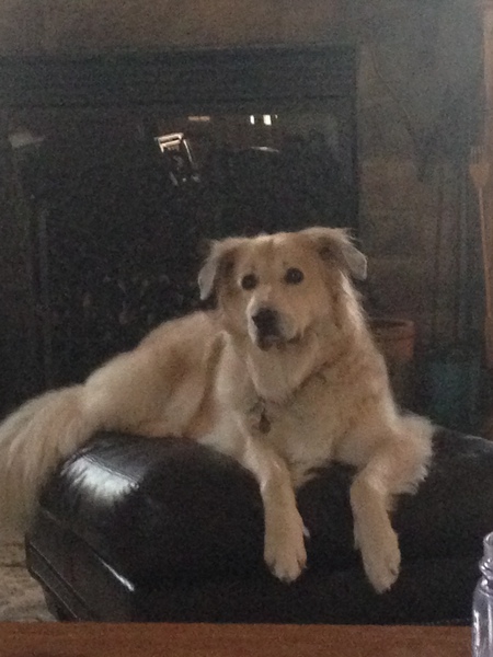 Moxie