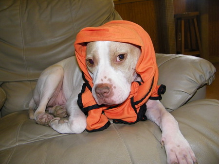 Mimi - FIDO's Companion Rescue