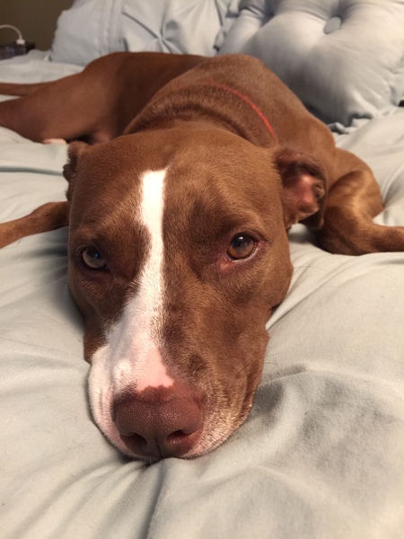 Bella-Twinkle