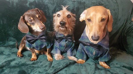 Benji, Odie and Griffin