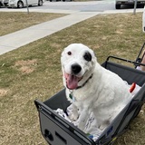 Entry image for Stella