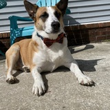 Entry image for Gulliver aka Gully