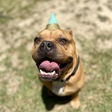 Entry image for Meatball