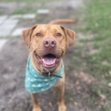 Entry image for Hudson 