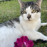 Entry image for Ringo