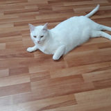 Entry image for Snowjo 