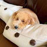 Entry image for Cooper