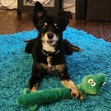 Entry image for Izzy