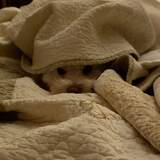 Entry image for Elwood