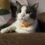 Entry image for John The Cat