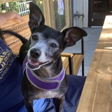 Entry image for Mini