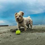 Entry image for Papi