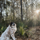 Entry image for Monti