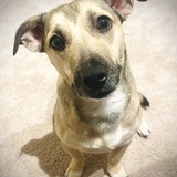 Entry image for Bizzy