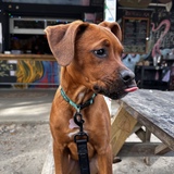 Entry image for Zelda