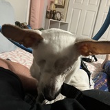 Entry image for Jewel